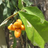 Pyrenacantha volubilis Wight